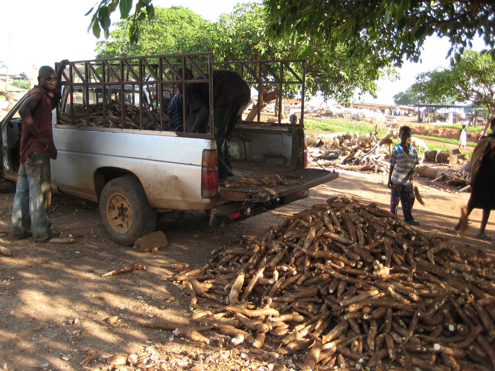Cassava Factory - Root